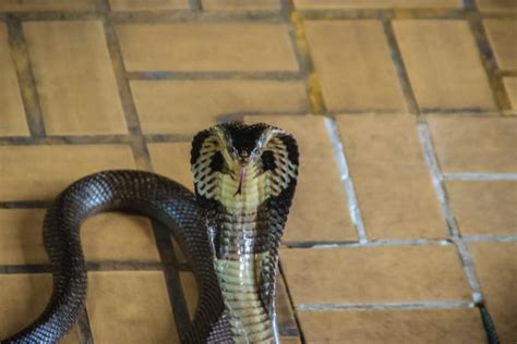 Snake bite sparks multistate scramble for antivenom