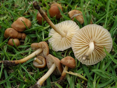 Marasmius oreades - Museu Virtual Biodiversidade