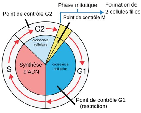 Cell Cycle Checkpoints Diagram