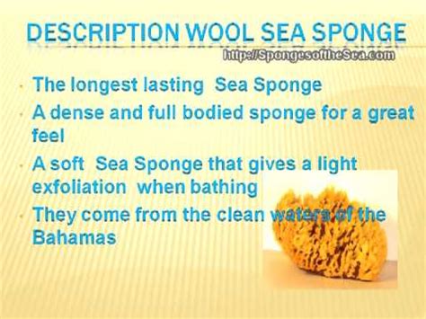 Natural Sea Sponges - High Quality Wool Sea Sponge Uses - YouTube