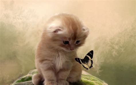 Cat and Butterfly Wallpaper - WallpaperSafari