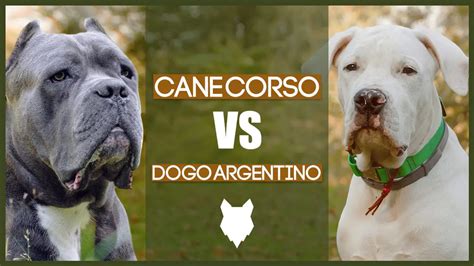 CANE CORSO VS DOGO ARGENTINO | Fenrir Canine Leaders