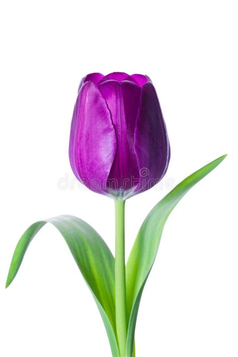 Isolated tulip flower. An isolated purple tulip flower in white ...