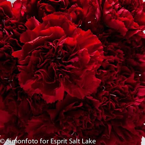 "Amico Crimson" dark red carnation | Red flowers, Flowers, Red carnation