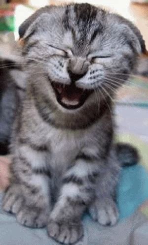 Laughing Kitty Cat GIF - Laughing Kitty Cat Kitty - 探索與分享 GIF