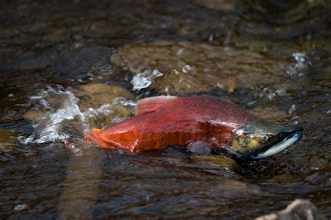 Where to see Utah's spawning kokanee salmon