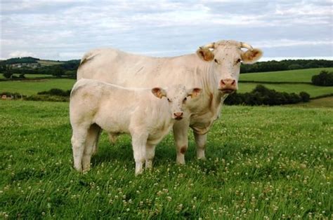 Charolais cattle - Wikipedia, the free encyclopedia in 2024 | Cattle, Hereford cattle, Cow calf