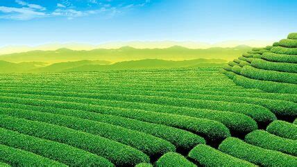 Tea Gardens, Munnar, Kerala. India | G N G Group | G and G Group | G&G Group | Gautam and Gautam ...