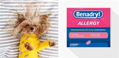 Is Benadryl safe for dogs? Yes - used right. | ABOUT MORKIES