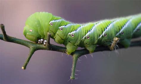 blue hornworm life cycle - Claudette Wendt