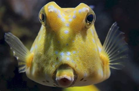 Longhorn Cowfish (Lactoria cornuta) Ultimate care guide! – Fishkeeping ...