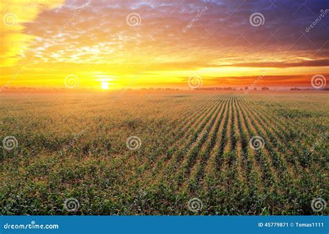 Corn field at sunset stock image. Image of field, crop - 45779871