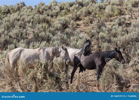 Wild Horses in Summer in Colorado Stock Image - Image of animal ...