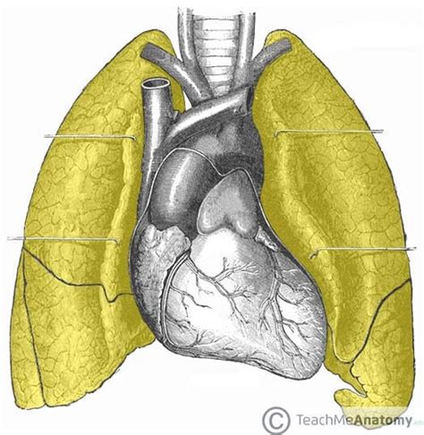 The Lungs - Position - Structure - TeachMeAnatomy