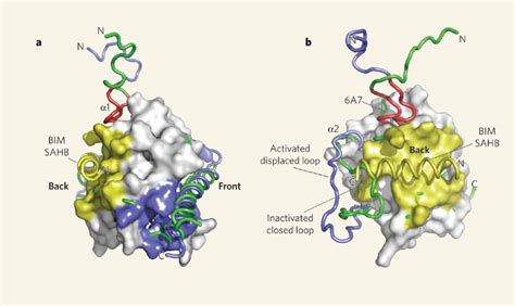 Activation of the BAX protein by the BIM SAHB domain.a, The structure... | Download Scientific ...