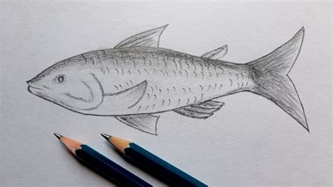 How to draw a Fish Simple pencil sketch | pencil sketch drawing | Mr. Hacktuber - YouTube