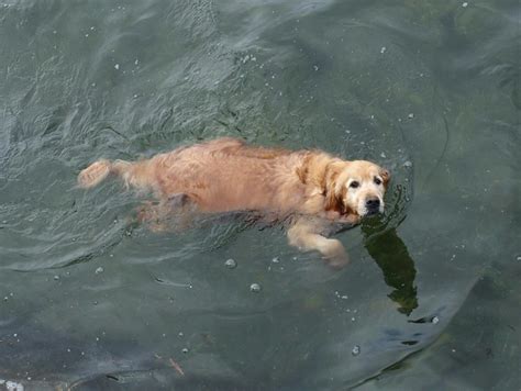 labrador sea [98/366] | Flickr - Photo Sharing!