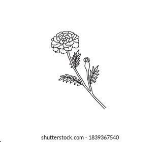 12,000 Marigold Stock Vectors, Images & Vector Art | Shutterstock