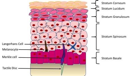 Epidermal Cells