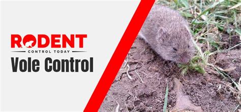 Vole Rat - Vole Control Melbourne | 0488 854 172