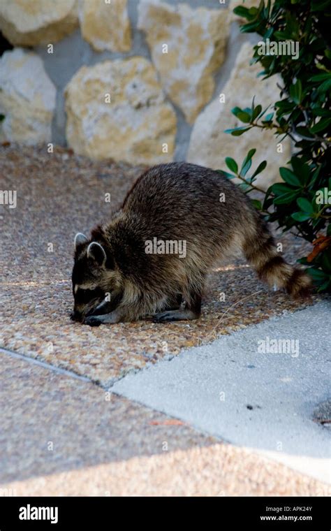 Raccoon Eating Garbage for the Side of a Trash Can Stock Photo - Alamy