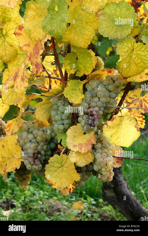 Riesling grapes ready for harvest Stock Photo - Alamy