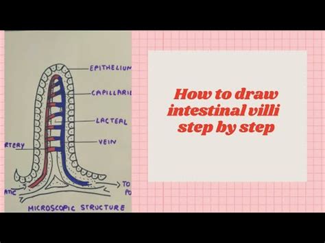 How to draw intestinal villi diagram ||labelled diagram of intestinal ...