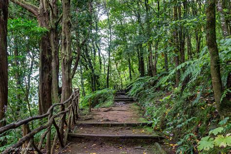 Bosques de Laurisilva en Madeira - Viajes Veleta