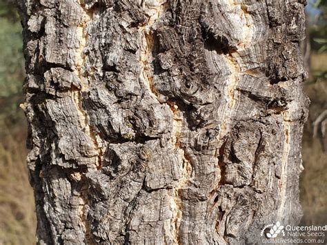 Vachellia bidwillii "Corkwood Wattle" - Plant Profiles - Queensland Native Seeds