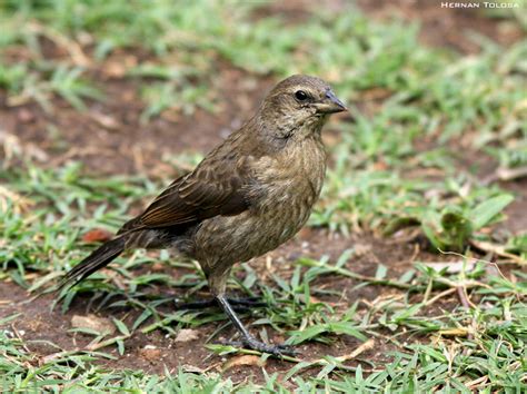 Aves de Argentina: Tordo renegrido (Molothrus bonariensis)