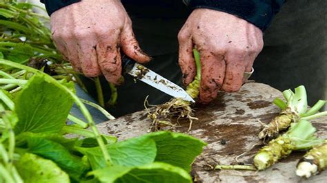 How To Grow Wasabi - Gardening Tips - YouTube