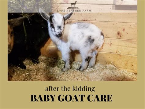 After the Kidding - Baby Goat Care — Lone Feather Farm