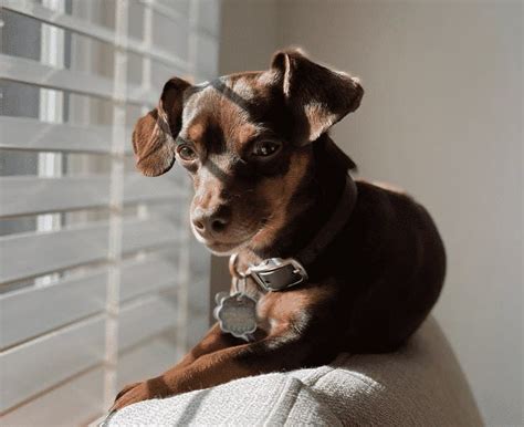 Chihuahua Dachshund Mix: The Weenie Chiweenie