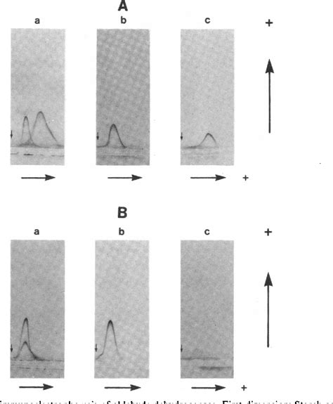 Figure 1 from Structural mutation in a major human aldehyde dehydrogenase gene results in loss ...