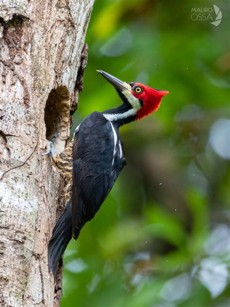 Carpintero Marcial/Crimson-crested Woodpecker/Campephilus melanoleucos ...