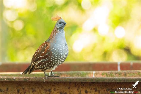 Elegant Quail - Mexican Birding