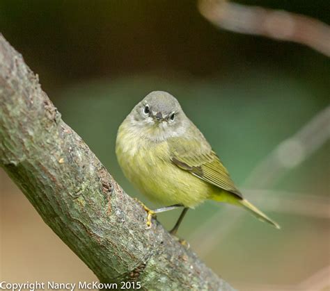 Photographing an Orange Crowned Warbler and Trusting Your Camera’s ...