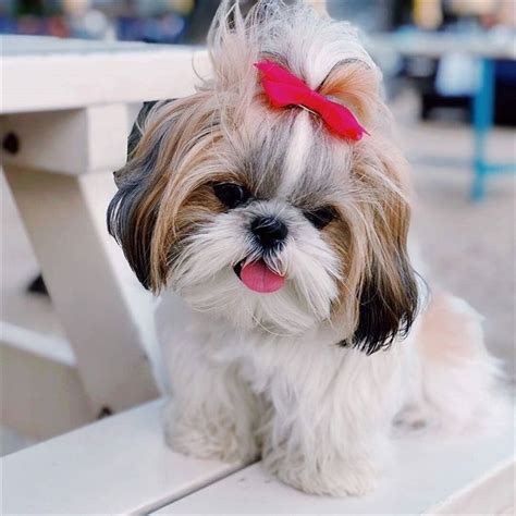 Shih Tzu on Instagram: “Posted by @delilahxnapoleon . Follow @shihtzusgram #shihtz… | Filhotes ...