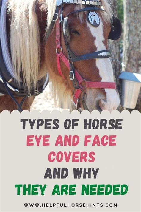 Types of Horse Eye and Face Covers and Why They Are Needed - Helpful Horse Hints