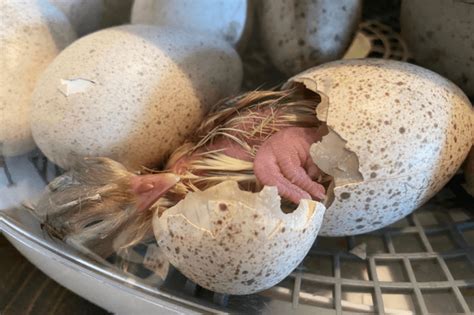 Hatching Heritage Turkeys | Heritage Turkey Breeds | Meyer Hatchery Blog