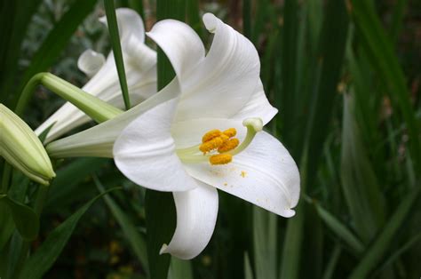 Easter Lily – Care | Walter Reeves: The Georgia Gardener