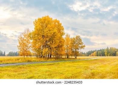 590 Fall Colors Montana Foliage Images, Stock Photos & Vectors ...