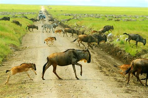 Experience Wildebeest Calving In The Southern Serengeti | Art Of Safari