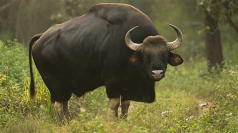 Gaur | Largest Living Cattle - YouTube