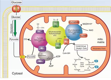 Emerging regulatory roles of mitochondrial sirtuins on pyruvate dehydrogenase complex and the ...