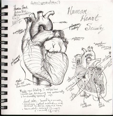 Heart Anatomy Drawing, Human Heart Drawing, Human Anatomy Art, Anatomy ...