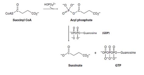 Succinyl Coa Structure