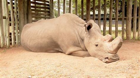 Sudan, The Last Male Northern White Rhino - YouTube