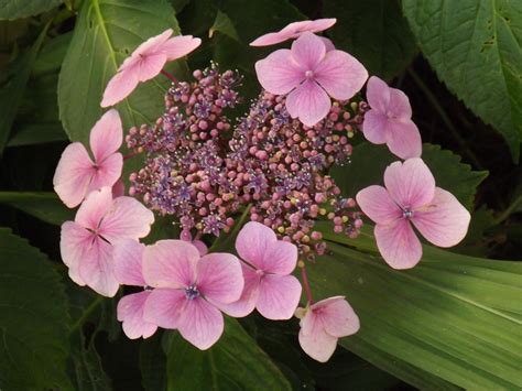 this lovely lacecap hydrangea hydrangea macrophylla normalis is - Hydrangea