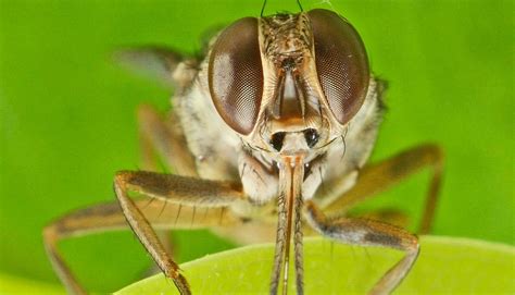 Tsetse fly pheromone could cut disease spread - Futurity